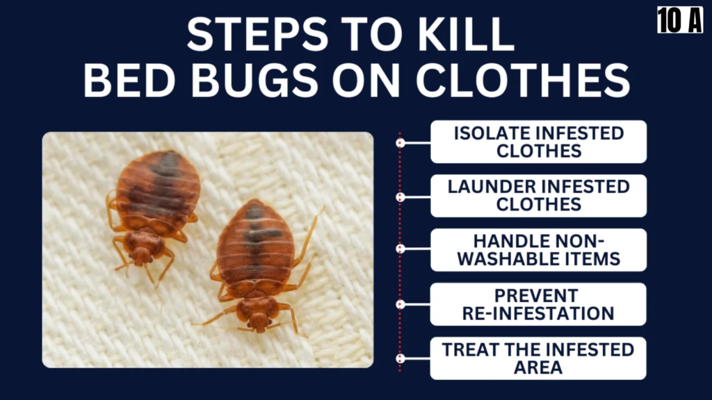 How to Kill Bed Bugs on Clothes The Right Way
