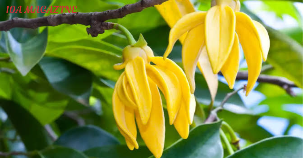 What Is Ylang Ylang?