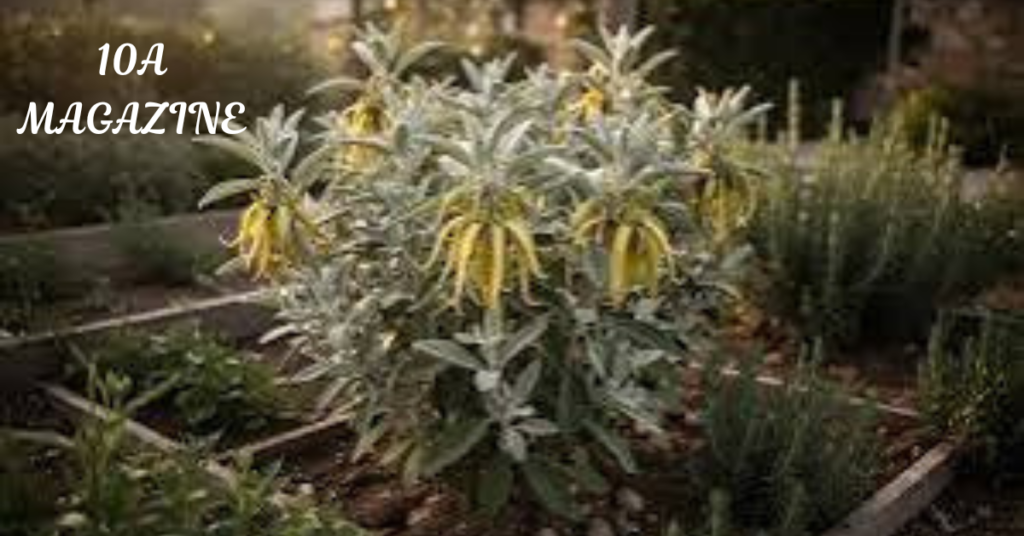 How Is Ylang Ylang Oil Made?