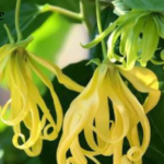 How to Use Ylang Ylang Safely