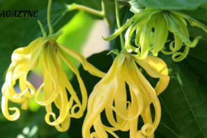 How to Use Ylang Ylang Safely