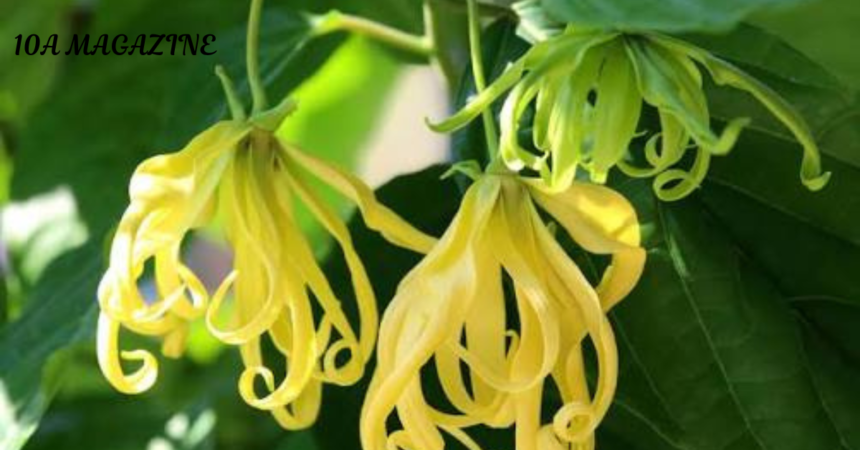 How to Use Ylang Ylang Safely